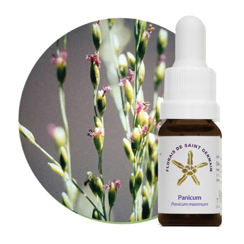 Floral Panicum - Image 2