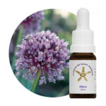 Floral de Saint Germain Allium 500px