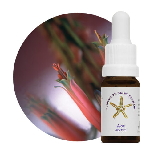 Floral Aloe - Image 2