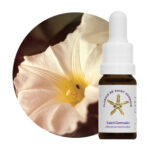 Floral de Saint Germain Saint Germain 500px