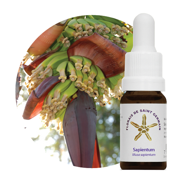 Floral de Saint Germain Sapientum 600px