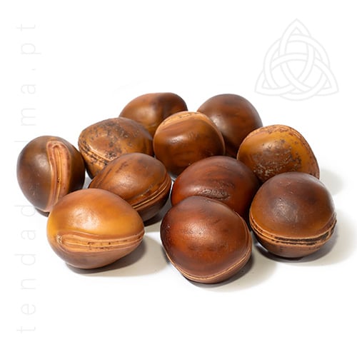 Semente Olho de Boi também conhecido por Mucunã, 500px