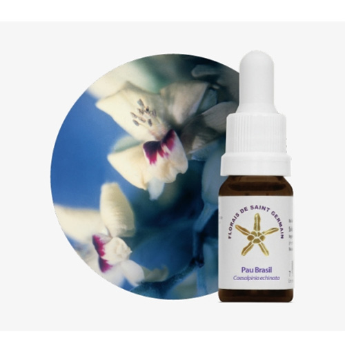 Floral de Saint Germain Pau Brasil 500px