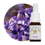 Floral de Saint Germain Sao Miguel 500px