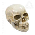 Caveira em resina, replica de um cranio humano, cor beje, creme, 500px