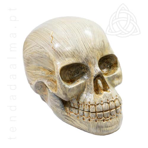 Caveira em resina, replica de um cranio humano, cor beje, creme, 600px