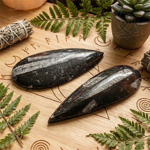 Fóssil de Orthocera de 10 a 12 cm de comprimento, 500px