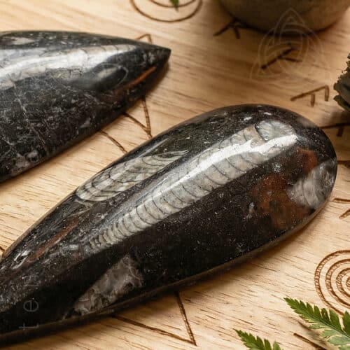 Fóssil de Orthocera de 10 a 12 cm de comprimento, 600px