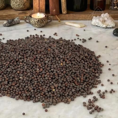 Mostarda Negra, Brassica nigra, embalagem de 100grs, 600px