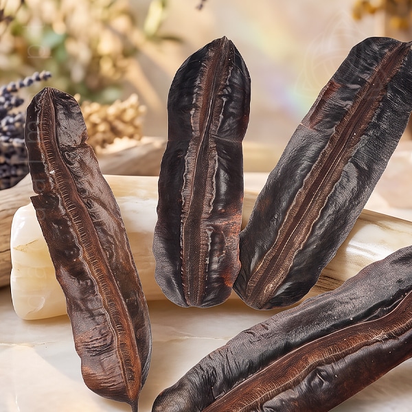 Favas de Aridan de tamanho médio grande, com cerca de 22cm de comprimento, origem Brasil.